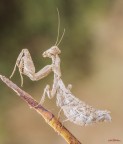 Mantide nana (Ameles spallanzania)