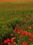 I soliti papaveri I soliti papaveri