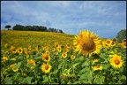 Toscana in giallo Toscana in giallo