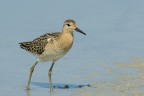 Combattente (Philomachus pugnax) Combattente (Philomachus pugnax)