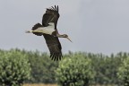 cicogna nera juv. cicogna nera juv.