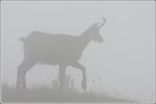 A passo di danza nella nebbia. A passo di danza nella nebbia.