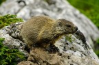 Marmotta