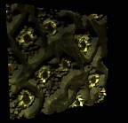 Cristalli fluorescenti di ossalato di calcio, presenti sotto la superficie della tunica.
Note: eccitazione con luce a 465 nm, singolo frame da filmato 3D, ingrandimento Leitz 400x
