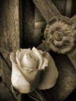 .::Flowers::. .::Flowers::.