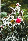 Rosa di ghiaccio Rosa di ghiaccio