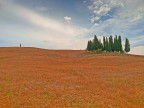 Cipressi Cipressi