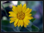 Macro: Fiore giallo Macro: Fiore giallo