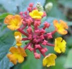 Cos� bello sto fiore, che non sapevo come altro fotografarlo se non cos�.