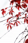 rosso d'autunno rosso d'autunno