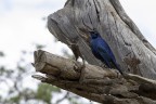 Commenti e/o critiche sempre molto ben accetti

Non so di che uccello si tratti, ma mi ha colpito la sua colorazione di un blu bellissimo! 

Kenya - Tsavo East National Park
