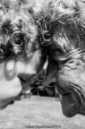 senza età senza età