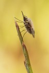Bombylius minor