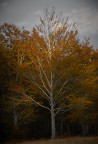 autumn hues autumn hues