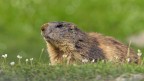 Marmotta Marmotta