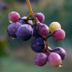 *** Pioggia di reclame ***