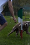 Agility Agility