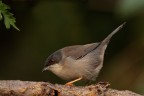 Occhiocotto Occhiocotto