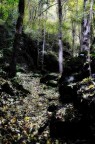 sentiero d'autunno sentiero d'autunno