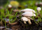 Funghi Campestri Funghi Campestri