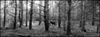 nel bosco nel bosco