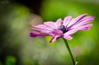 Gerbera Gerbera