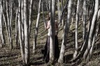 with trees with trees