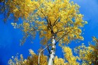 Le gialle chiome delle betulle