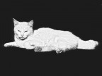 White cat on Low-Key White cat on Low-Key