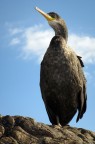 Cormorano