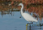 Egretta Garzetta... Egretta Garzetta...