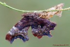 Polygonia c-album Polygonia c-album