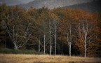 contest "Alberi" contest "Alberi"