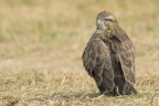 Poiana (Buteo buteo)