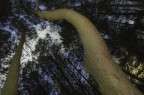 Alberi Alberi