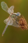Sympetrum fonscolombii Sympetrum fonscolombii