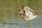 Combattente (Philomachus pugnax) Combattente (Philomachus pugnax)