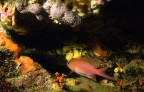 Anthias anthias... (c'est moi)