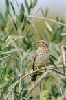 Torcicollo Torcicollo