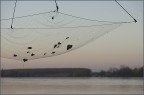 Dove gli alberi piangono (Cit. Francesco Ercolano) Dove gli alberi piangono (Cit. Francesco Ercolano)