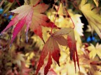 colori d'autunno colori d'autunno