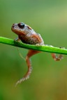 Piccolo rospo Bufo bufo Piccolo rospo Bufo bufo