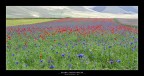 Color Castelluccio Color Castelluccio