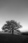 Solitaria Solitaria