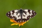 Melanargia galathea Melanargia galathea