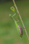 Mantide religiosa Mantide religiosa