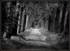 viale viale