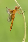 Orthetrum coerulescens Orthetrum coerulescens