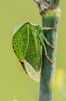 Cicalina Cicalina