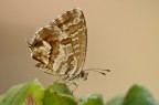 Cacyreus marshally Cacyreus marshally